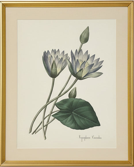 Framed botanical drawing