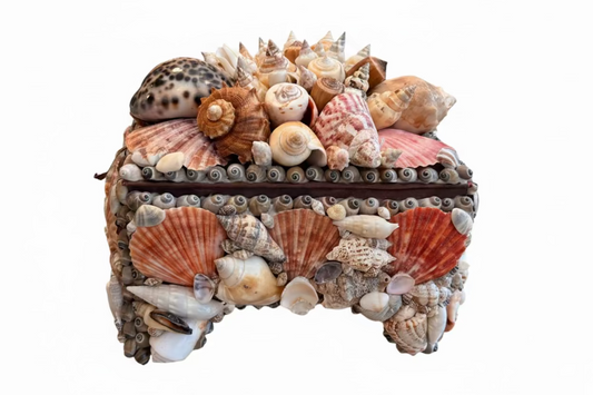 Assorted Natural Shell Box