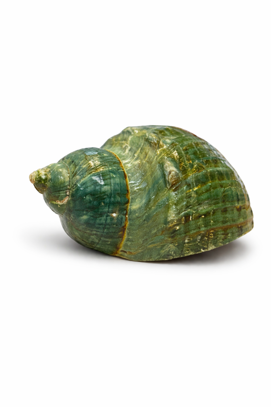 Natural Green Turban Conch Shell