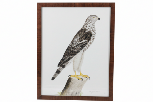 Olof Rudbeck Honey Buzzard Giclee Print