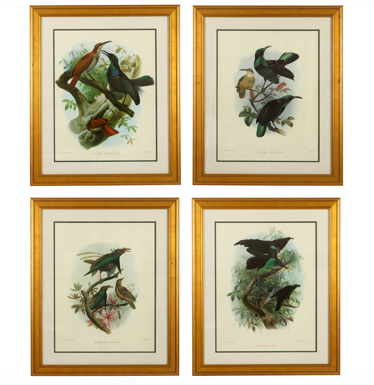Pair of Bird Prints, Offset Lithographs with Gold Frames